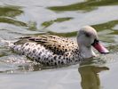 Cape Teal (WWT Slimbridge June 2011) - pic by Nigel Key